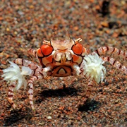 Pom Pom Anemone Crab