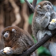 Titi Monkey