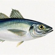 Horse MacKerel