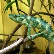 Meller&#39;s Chameleon