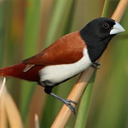 Tricolored Munia