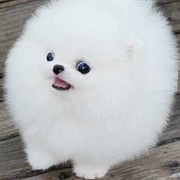 Pomeranian Teacup