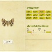 Moth