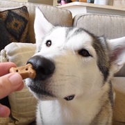 Give Husky Training Treats