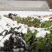 Plant Winter Harvest