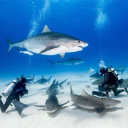 Swim With Wild Sharks