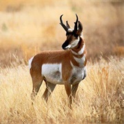 Antelope