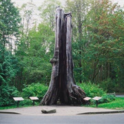 Stanley Park Hollow Tree, Vancouver, Canada