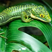 Mexican Alligator Lizard