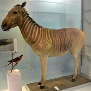 The Quagga Is Rendered Extinct 1883