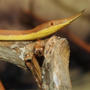 Leaf Nosed Snake