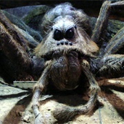 Aragog