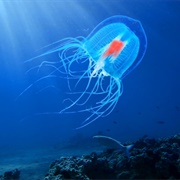 Immortal Jellyfish