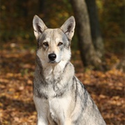 Saarloos Wolfdog