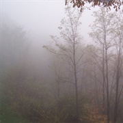 Can&#39;t See the Forest for the Fog