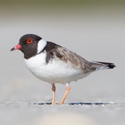 Plover