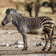 Zebra