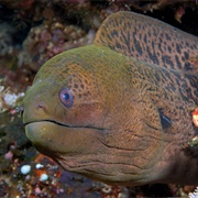 Moray Eel