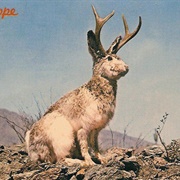 Wyoming: The Jackalope