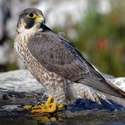 Peregrine Falcon