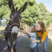 Donkey Petting