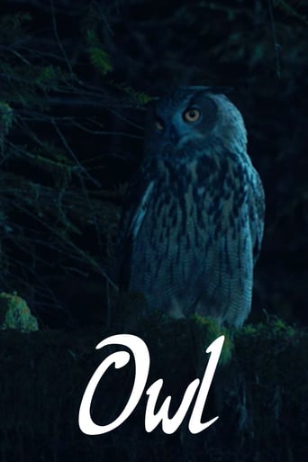 Owl (2019)