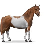 Chestnut Tobiano