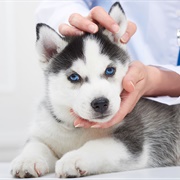 Clean Husky&#39;s Ears