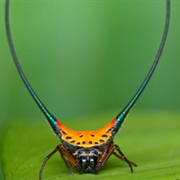 Long Horned Orb Weaver