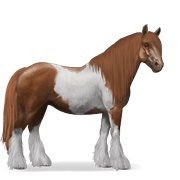 Chestnut Tobiano