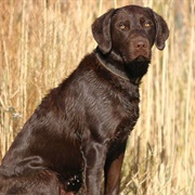 Chocolate Lab