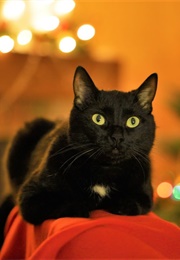 Cat at Christmas (Candy Rae)