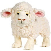 Fleecy Sheep