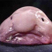 Blobfish