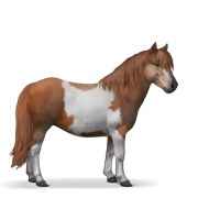 Chestnut Tobiano