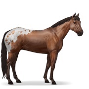 Appaloosa