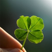 Finding a Four-Leafed Clover