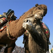 Camel Wrestling