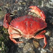 Red Rock Crabs