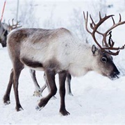 Reindeer