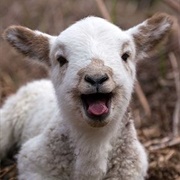 Shear a Sheep