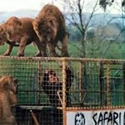 Lion Safari Park