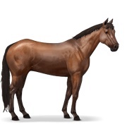 Quarter Horse