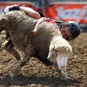 Iowa State Fair, Des Moines, Iowa