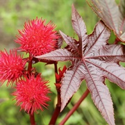 Castor Oil Plant