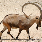 Nubian Ibex