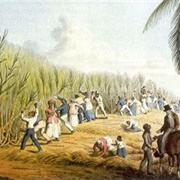 First Reported African Slaves in the New World 1502