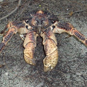 Coconut Crab