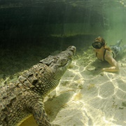 Crocodile