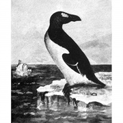 The Great Auk Is Rendered Extinct 1844